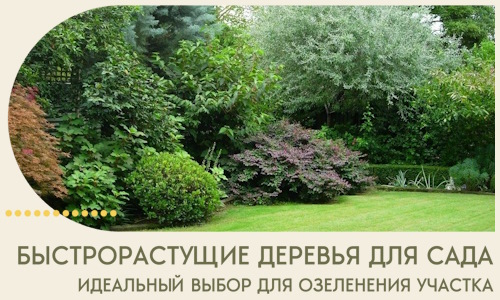 Быстрорастущие деревья для сада идеальный выбор в Саратове