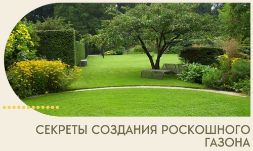 Секреты создания роскошного газона в Саратове